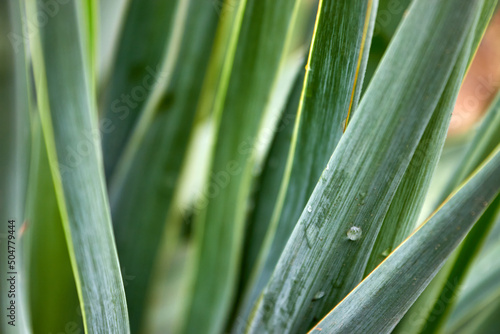 Green-blue yucca leaves close-up after the rain, side view. Natural background for design. Focus on the foreground.