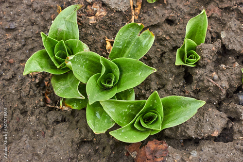 Four small growing hosts after the rain. Drops of water on juicy green leaves. The theme of the garden, the vegetable garden. Natural background.