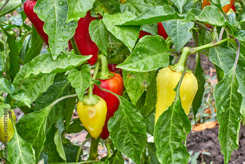 A bed of growing bell peppers with ripening red, yellow fruits after rain. The theme of gardening and farming.