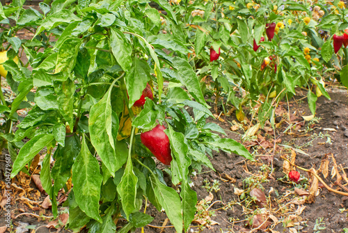 A bed of ripening Bulgarian pepper after a rain in autumn. Pepper bushes in drops of water. The theme of gardening and farming.