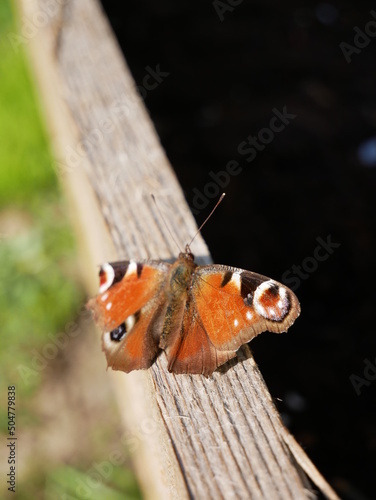 Schmetterling