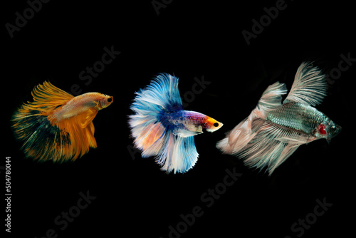 motion of betta fish. fighting fish isolated on black background.betta fish.siamese.multi color fighting fish.