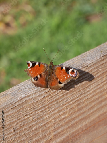 Schmetterling