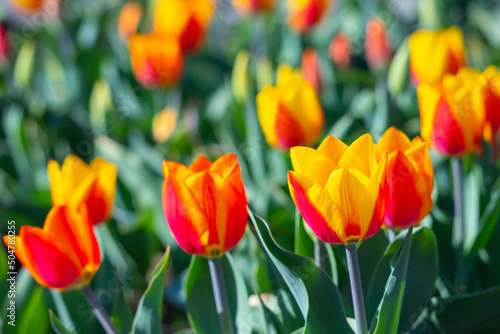 Field of red tulip flowers.