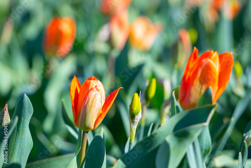 Field of red tulip flowers.