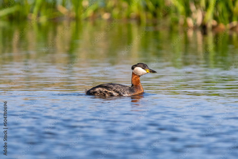 Obraz premium Red-necked grebe - Podiceps grisegena - swimming in blue water with green vegetation on background. Photo from Milicz Ponds in Poland.