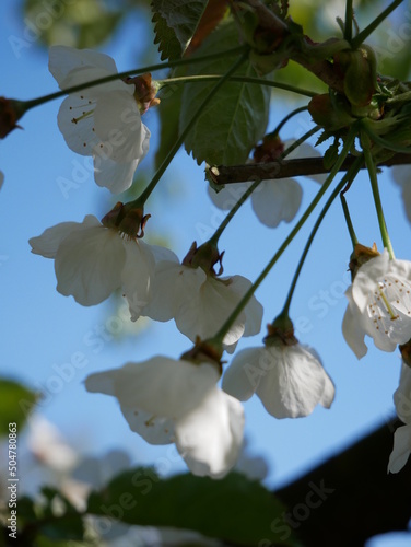 Kirschblüten