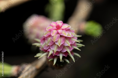 Red blooming cone of european larchtree (Larix decidua) on a branch with fresh green needles at spring, isolated on a black background, high-resolution close-up image photo