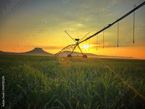 Automated irrigation system, at sunrise. Mexican corn field. Food irrigation