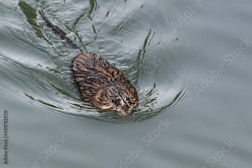 A Muskrat (Ondatra zibethicus) swims in Alaska's Reflection Lake in a search for food. photo