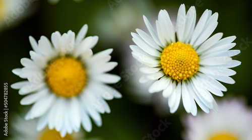 Closeup of two daisies ion a spring day