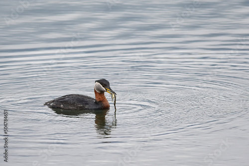 Foto A Red-necked Grebe (Podiceps grisegena) with a freshly caught Threespine Stickleback (Gasterosteus aculeatus) on Alaska's Reflections Lake