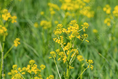 The plant is an ordinary surepka on the field. Yellow flowers of Barbarea vulgaris closeup photo