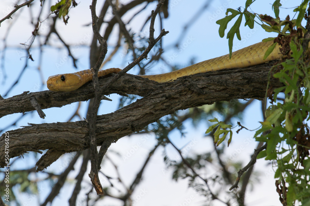 Cape Cobra in a tree in the Kgalagadi, South Africa Cape Cobra in a tree in the Kgalagadi, South Africa