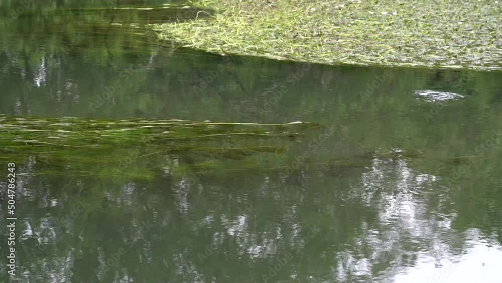 slow motion of a small brown trout leaping out of a chalk stream river taking a fly slow motion of a small brown trout leaping out of a chalk stream river taking a fly