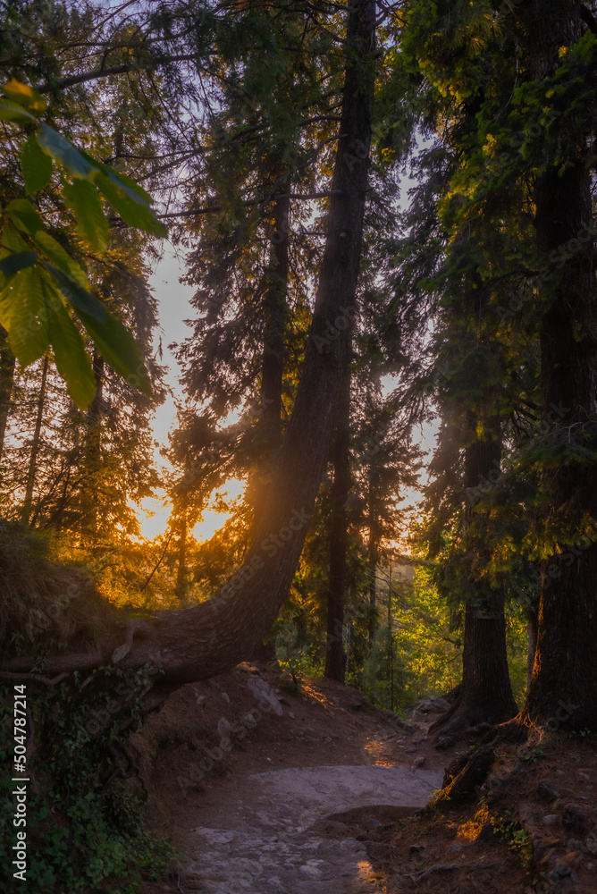 Obraz premium sunset in the forest