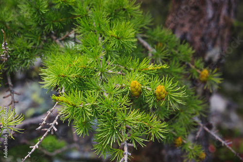 Cones and green larch needles