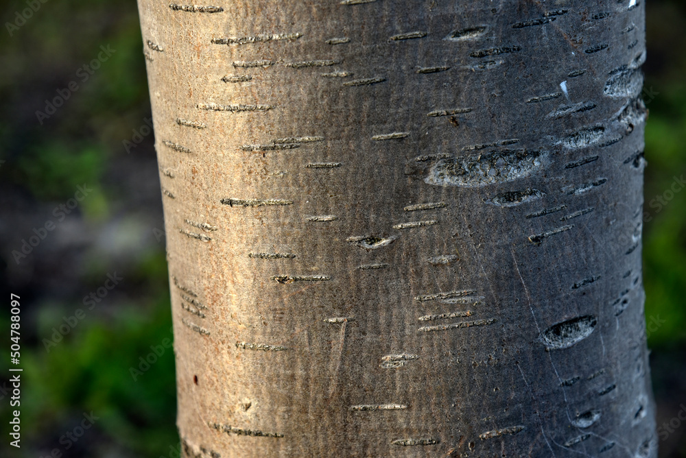 Beautiful rowan tree bark and tree branches with leaves Beautiful rowan tree bark and tree branches with leaves