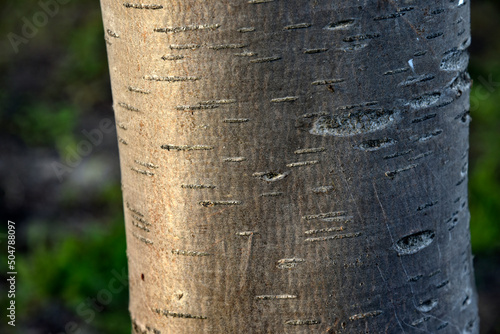 Beautiful rowan tree bark and tree branches with leaves