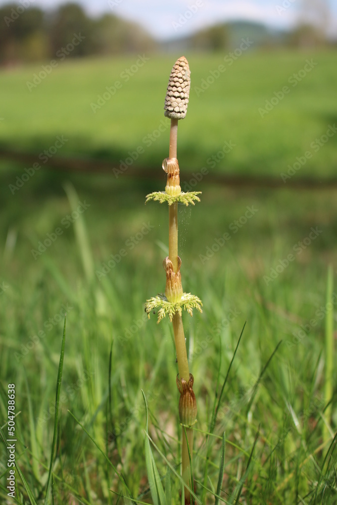 Equisetum arvense, a perennial herbaceous herb, in a meadow Equisetum arvense, a perennial herbaceous herb, in a meadow