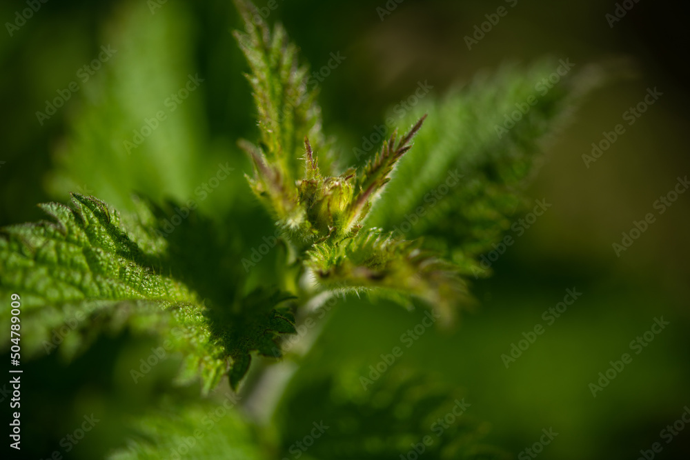 spring summer plant on blurred background in macro objection, macrophotography spring summer plant on blurred background in macro objection, macrophotography