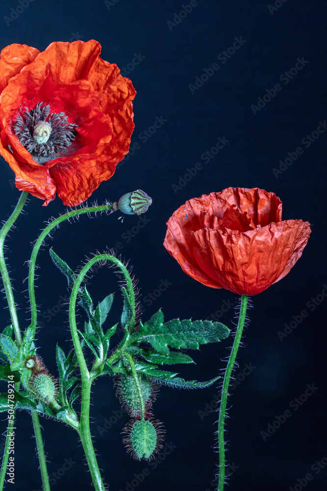 Blossoming red poppy flowers and buds against dark-blue background, papaver rhoeas - obrazy, fototapety, plakaty 