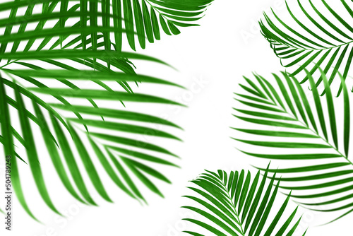 Fototapeta Naklejka Na Ścianę i Meble -  Collage of green leaves of palm tree. Copy space.