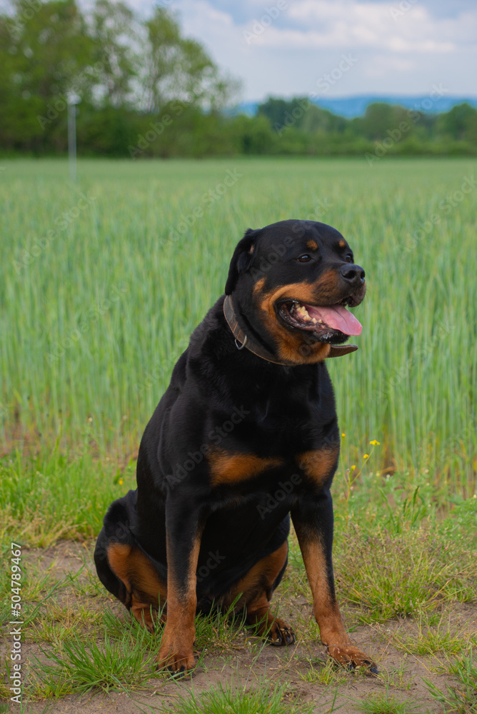 dog rottweiler in nature follows the commands of the owner dog rottweiler in nature follows the commands of the owner