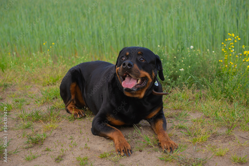 dog rottweiler in nature follows the commands of the owner dog rottweiler in nature follows the commands of the owner
