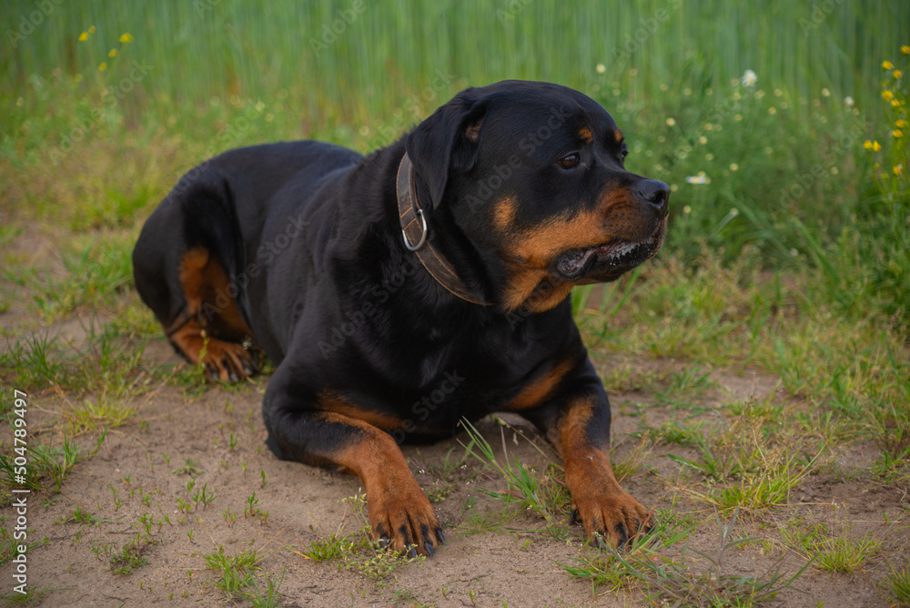 dog rottweiler in nature follows the commands of the owner dog rottweiler in nature follows the commands of the owner