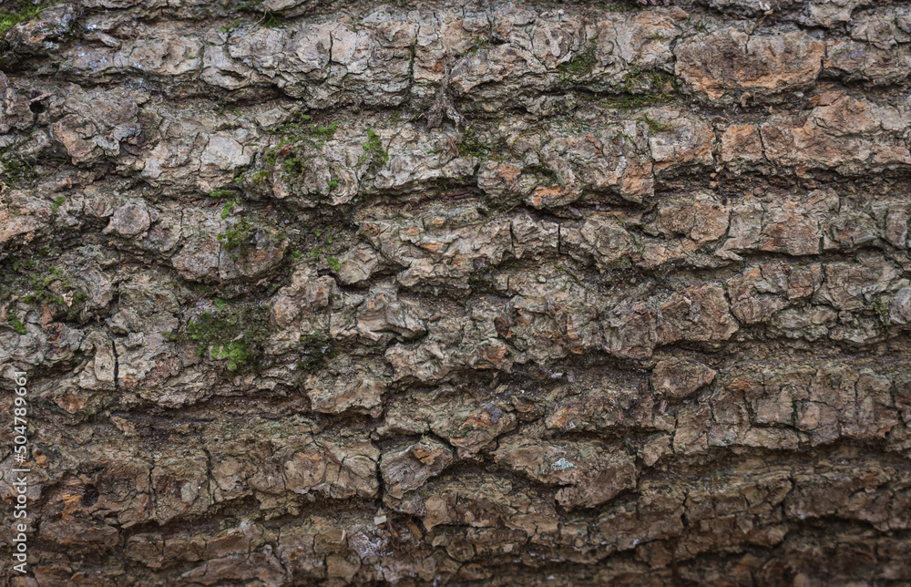 Cracked bark of tree. Moss on trunk. Nature texture. Rough tree bark texture. Rural landscape. Wodds background. Tree surface. Moss on tree. Nature in details. Cracked bark of tree. Moss on trunk. Nature texture. Rough tree bark texture. Rural landscape. Wodds background. Tree surface. Moss on tree. Nature in details.