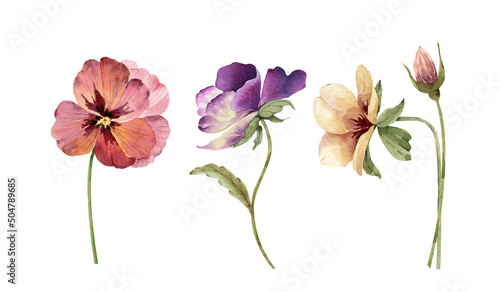 set of watercolor illustrations of flowers of violets on a white background. hand painted for design and invitations.