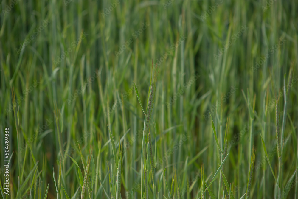 green field with grass. background. field with unripe wheat green field with grass. background. field with unripe wheat
