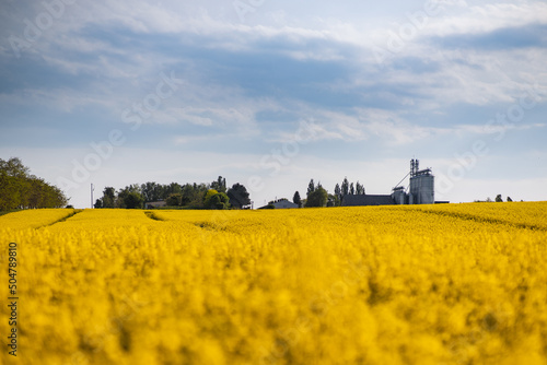 Obraz na płótnie Rzepak w salonie