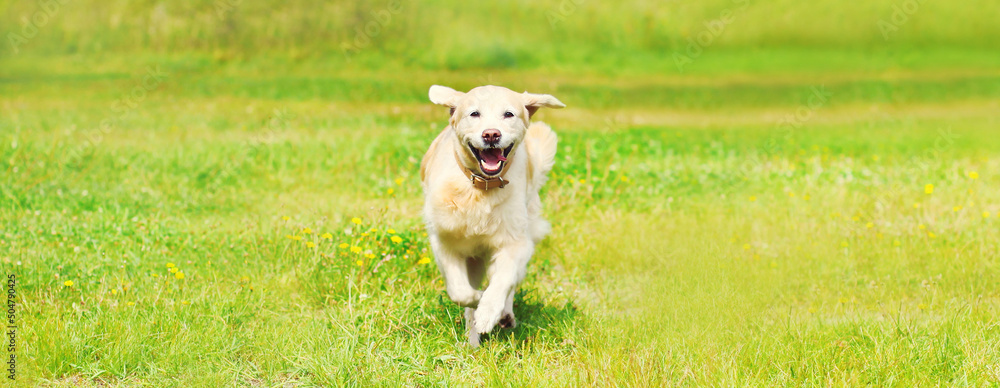 Happy Golden Retriever dog running on the grass in summer park, blank copy space for advertising text