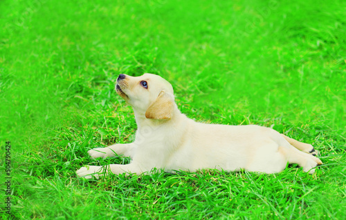 Cute dog puppy Labrador Retriever lying resting on the grass in summer park