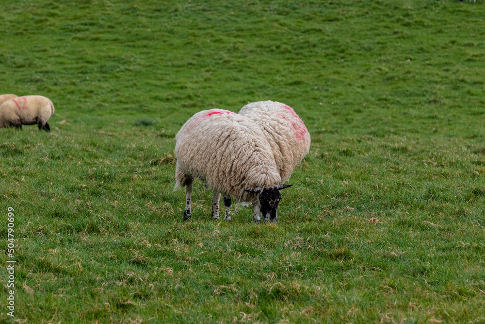 Obraz premium sheep and lambs