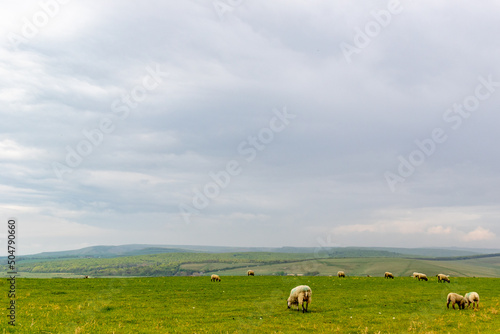 Sheep in the field © Vas