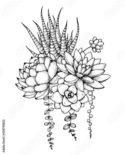 Succulent sketch composition. Hand drawn vector illustration. Floral sketch. Tattoo vintage print. Illustration for t-shirt print, fabric,greeting cards, wedding invites and other uses.