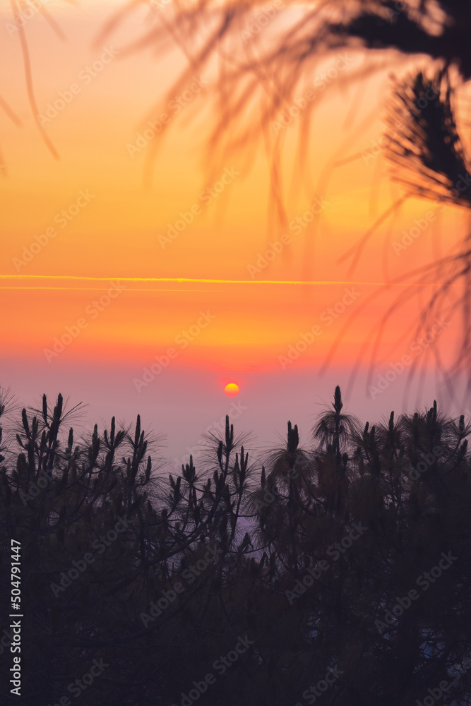 Beautiful orange sky, sunset among chir pine trees Beautiful orange sky, sunset among chir pine trees