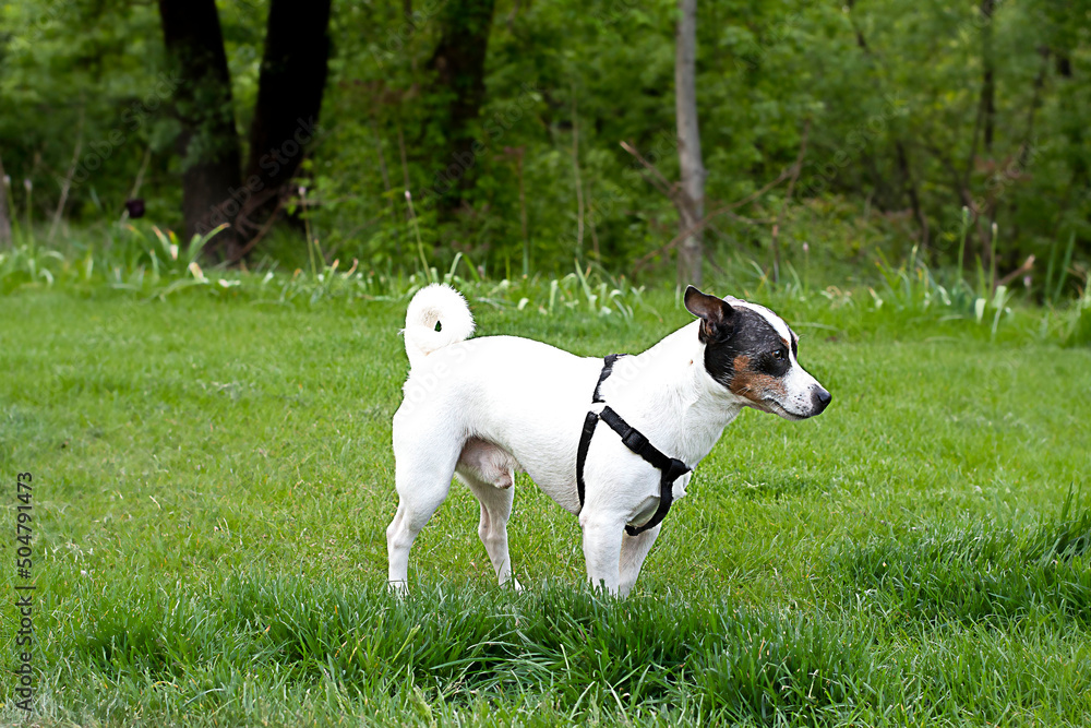 Beautiful purebred Jack Russell Terrier on the background of green plants