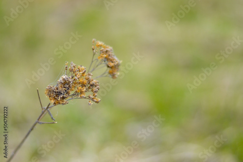 dry autumn grass on the field in sunset light