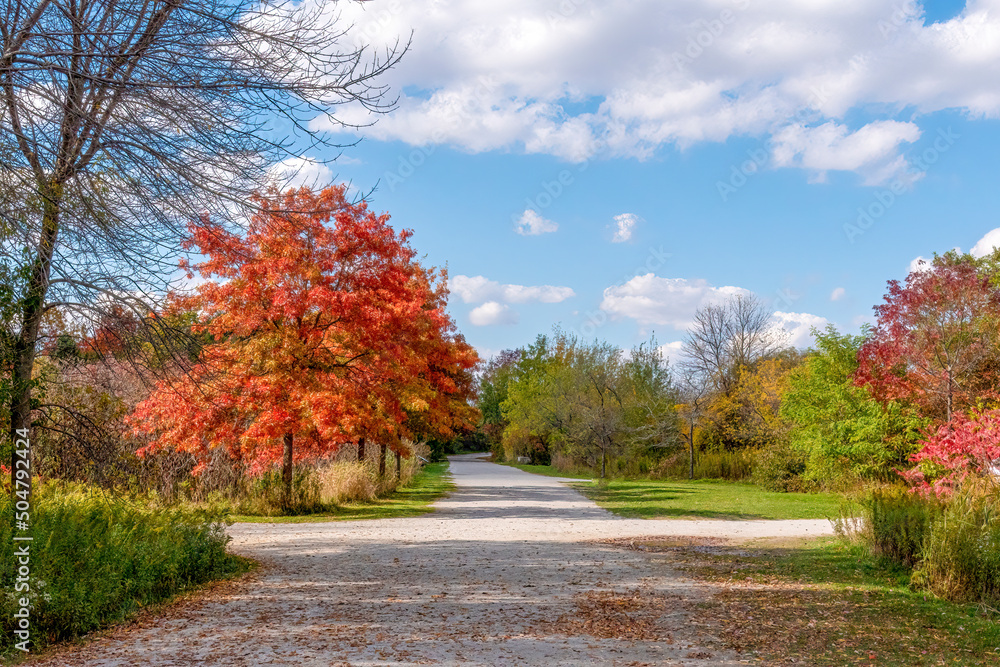 Naklejka premium A network of paths leads through the fall foliage in Colonel Samuel Smith Park.