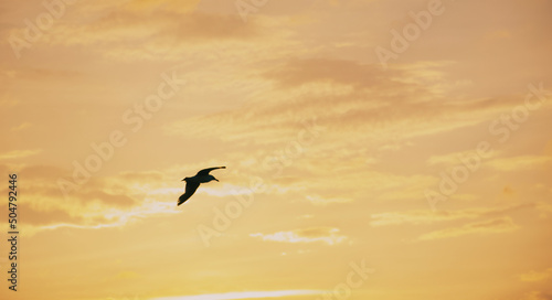 seagull in the sky