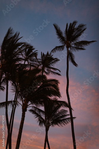 Palm Trees In Hawaii