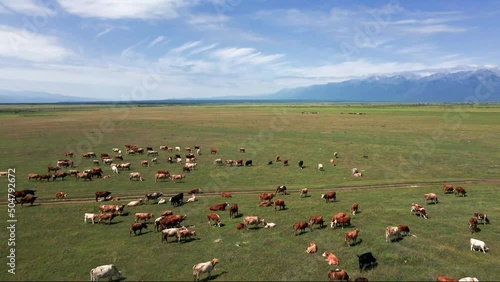 herd of cows and horses on a meadow