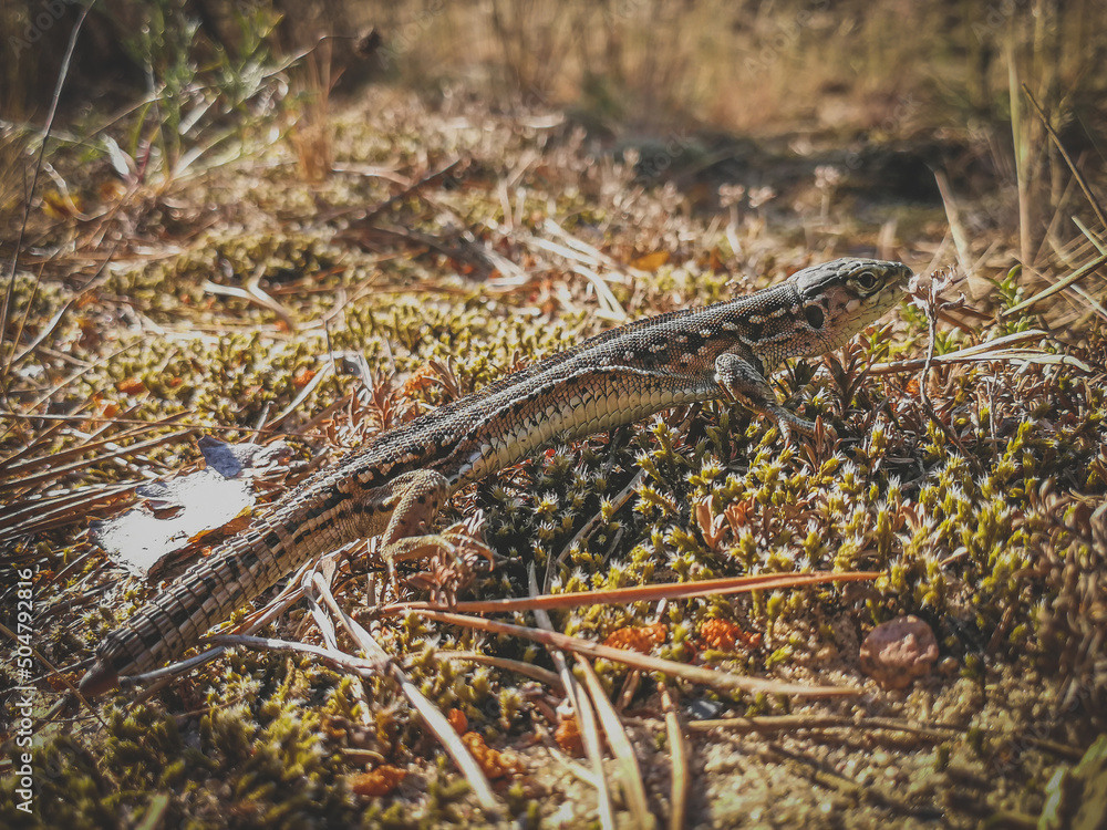 Obraz premium small lizard