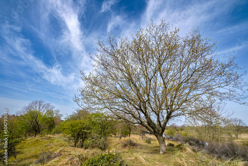 Amsterdamse Waterleidingduinen photo