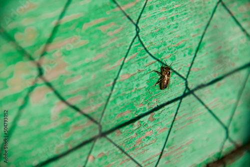 bee at a green box