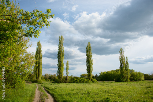 trees aiming at the sky